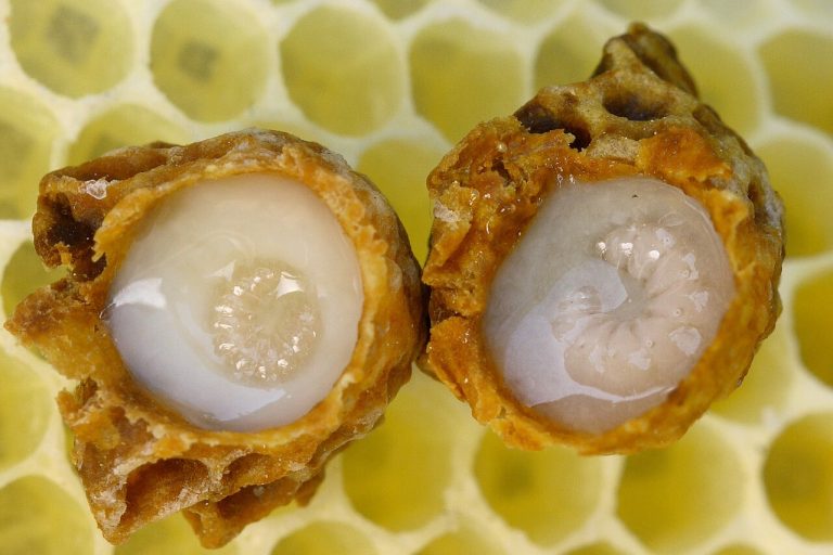Royal Jelly Wholesale