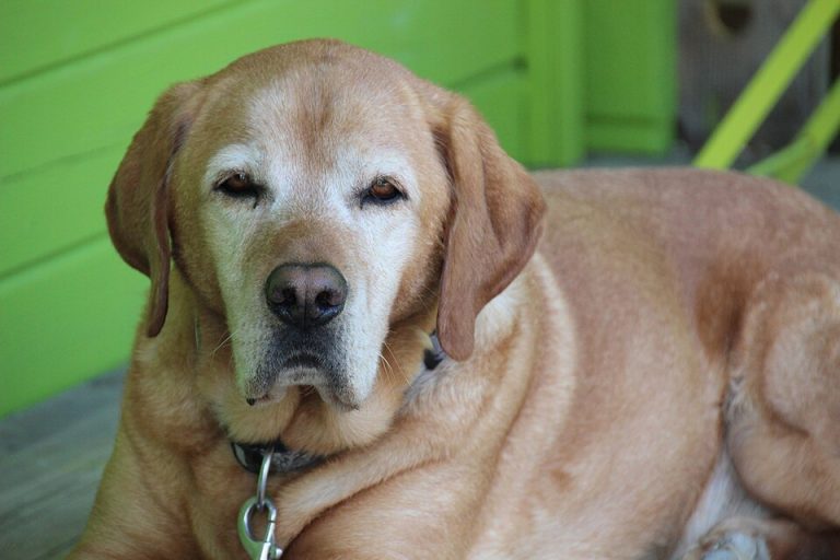 Senior Dog Food Wholesale