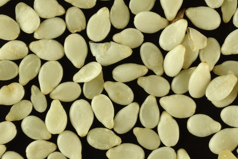 Sesame Seeds Wholesale