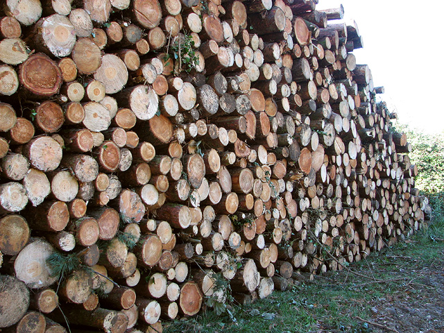 Softwood Timber Logs Wholesale