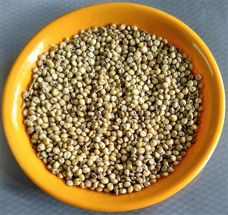 Sorghum Grain Wholesale