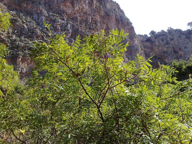 Sumac Powder Wholesale