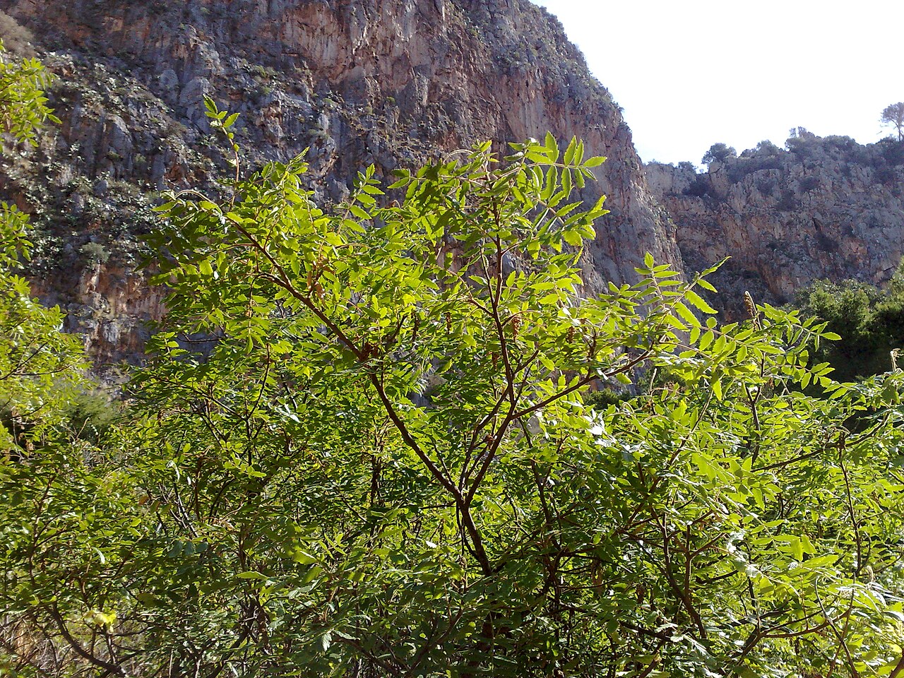 Sumac Powder wholesale product name text; no product image requested