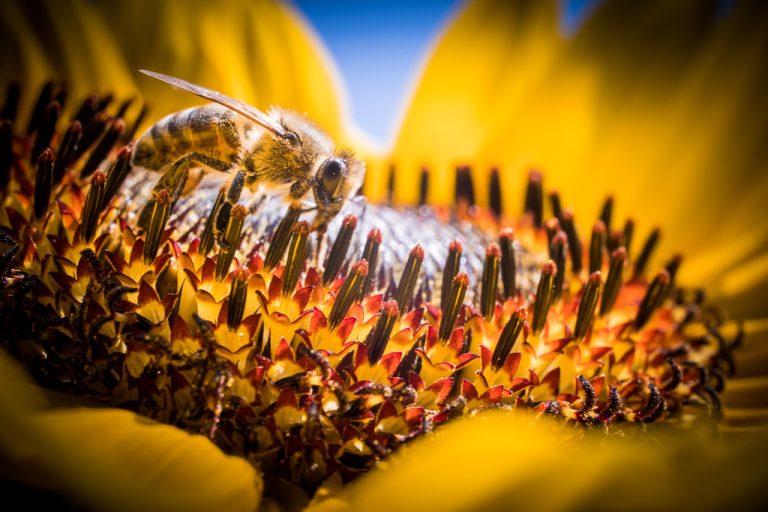 Sunflower Honey Wholesale | Bulk B2B Supply