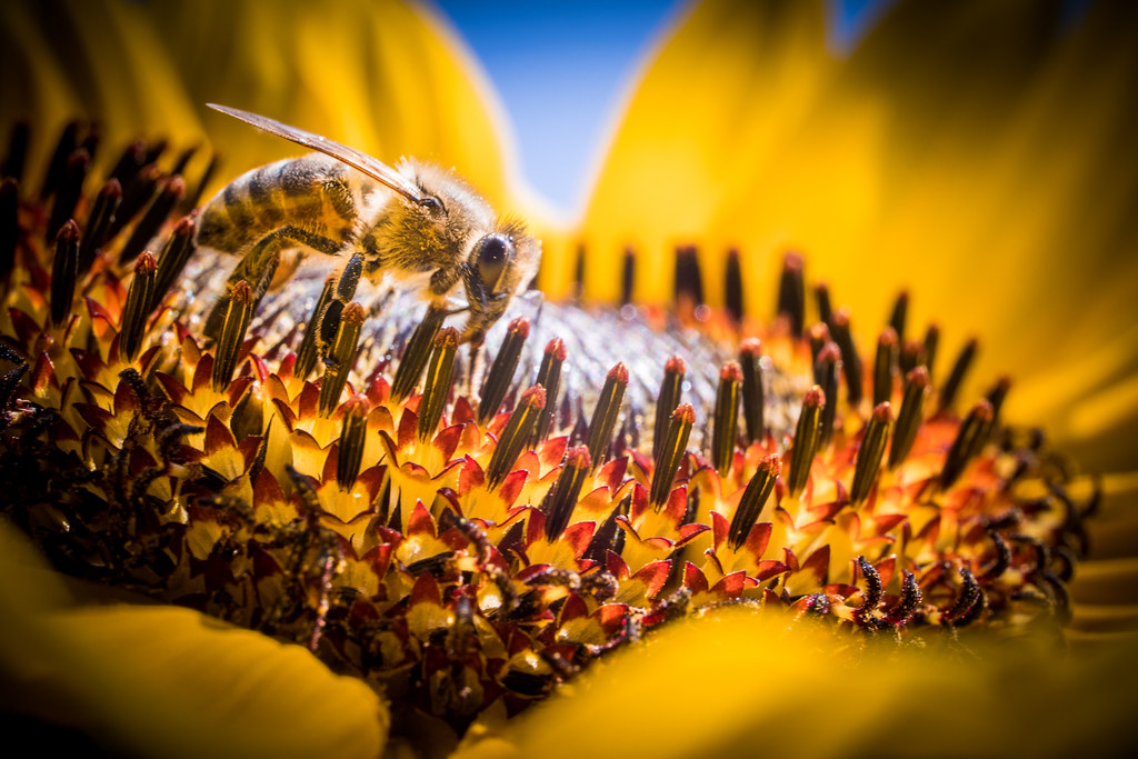 Sunflower Honey