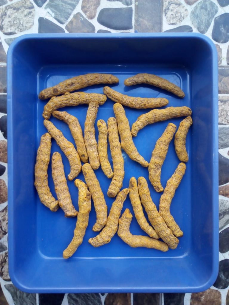 Turmeric Fingers Wholesale