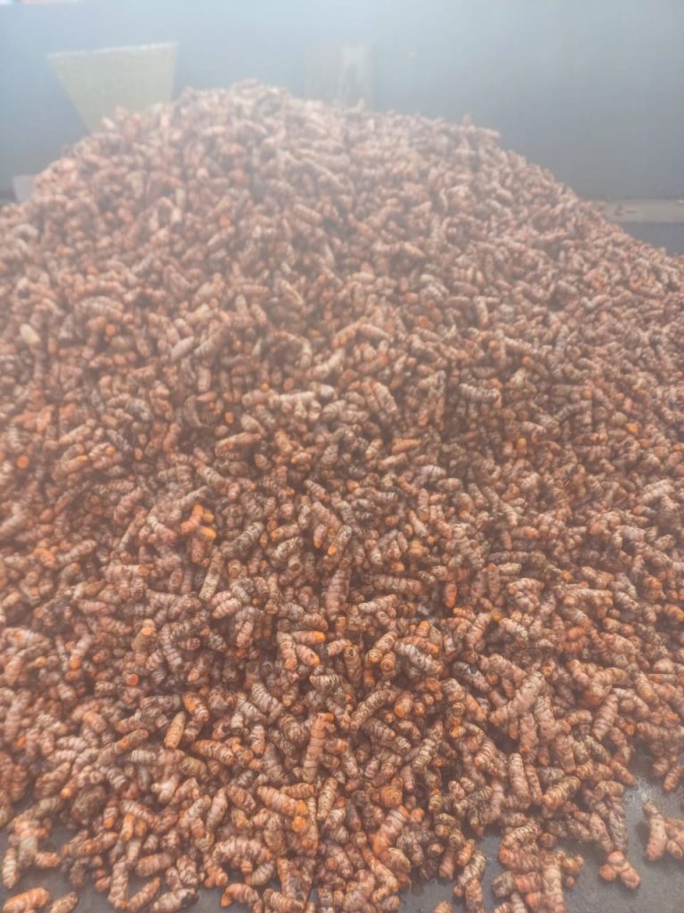 Turmeric Fingers Wholesale | Bulk B2B Supply