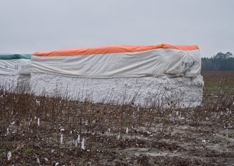 US Upland Cotton Wholesale | Bulk B2B Supply