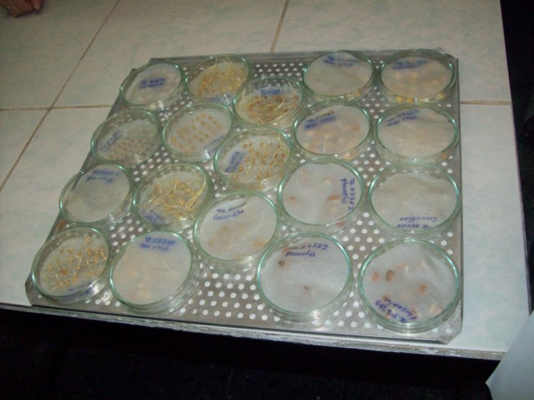 Wheat Seeds for Commercial Farming Wholesale