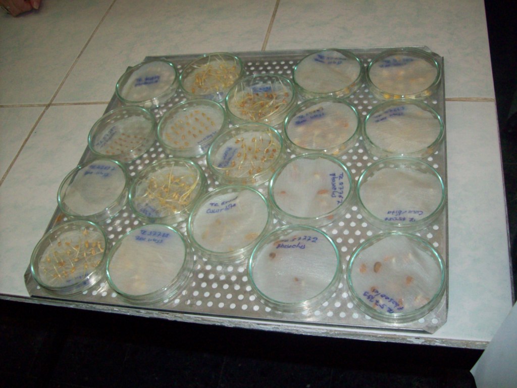 Wheat Seeds for Commercial Farming Wholesale pack for wholesale and international export