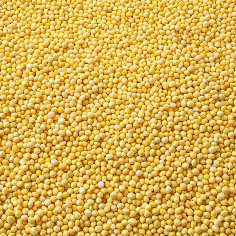 Yellow Maize Corn for Feed and Processing Wholesale