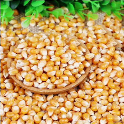 Yellow Maize (Corn) Wholesale