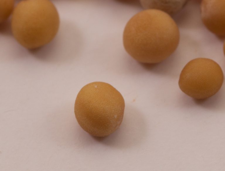 Yellow Mustard Seeds Wholesale | Bulk B2B Supply